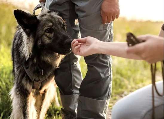 Giftköder-Kennenlernspaziergang-Bild