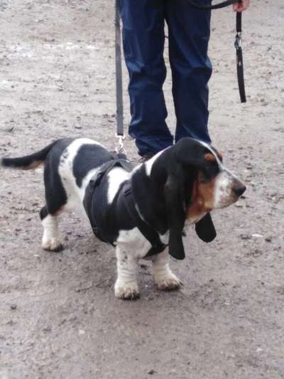 Basset Hound-Beitrag-Bild