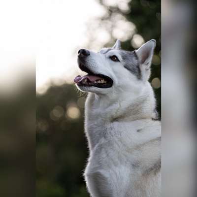 Hundetreffen-Fotoshooting:)-Bild