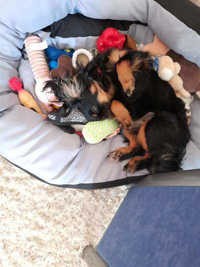 Zeigt mir die lustigsten Schlafpositionen eurer Fellnasen-Beitrag-Bild