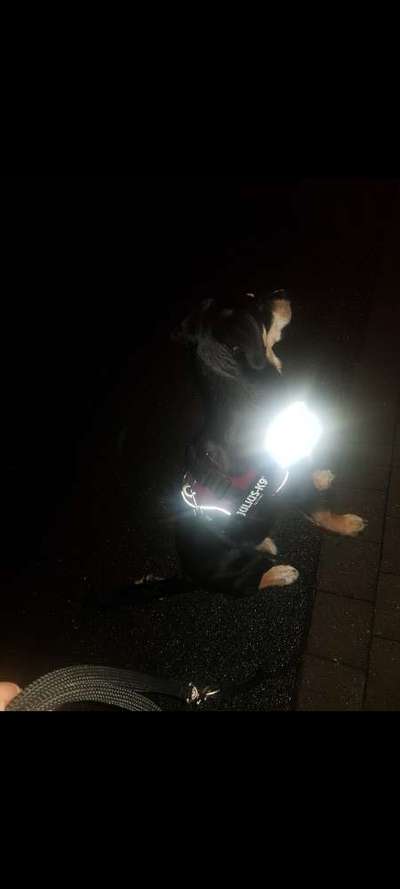 Hundetreffen-Amy sucht ein Welpe (Junghund) zum Spazieren gehen und Austoben-Bild