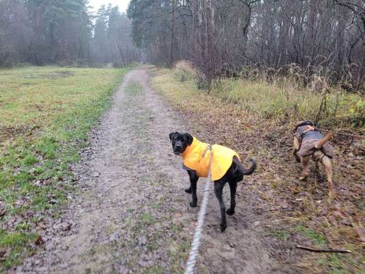 Mantel Old English Bulldog?-Beitrag-Bild