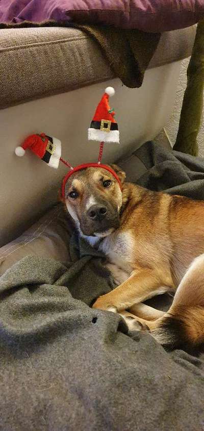 Hier ist der Spaßthread. Zum Schmunzeln und Kaputtlachen-Beitrag-Bild