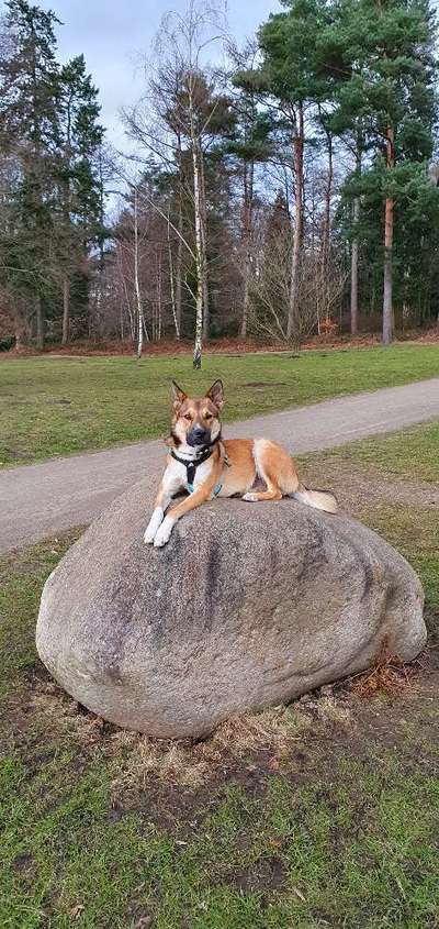 zeigt mal eure schönsten Fotos von euren Lieblingen.-Beitrag-Bild