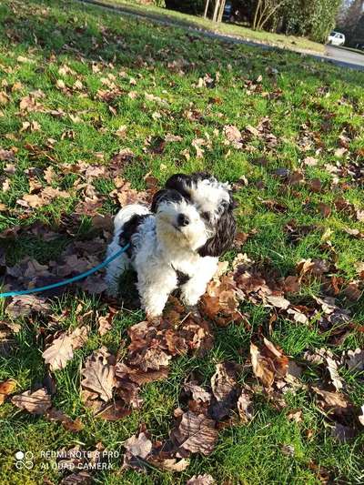 Hundetreffen-Gassi und Spielerunden für kleine Hunde!-Bild