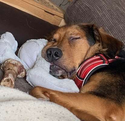 Hier ist der Spaßthread. Zum Schmunzeln und Kaputtlachen-Beitrag-Bild