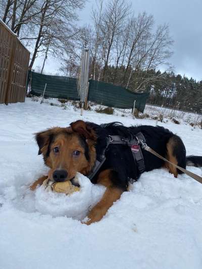 Dogorama Photo Challenge - Es wird nochmal kalt!-Beitrag-Bild