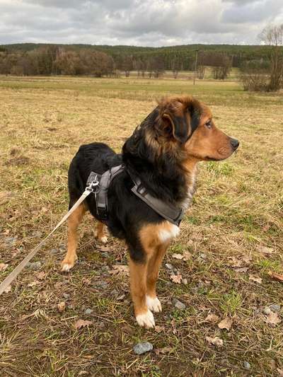 Mischlingshunde Foto Aufruf-Beitrag-Bild