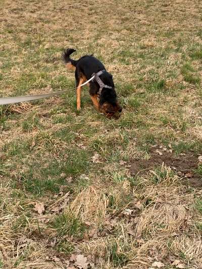 Dogorama Photo Challenge - Der Frühling kommt-Beitrag-Bild