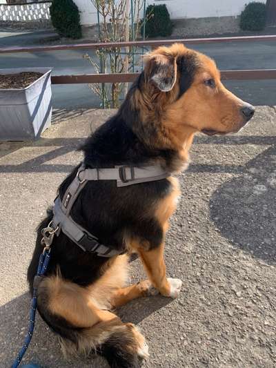 Mischlingshunde Foto Aufruf-Beitrag-Bild