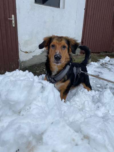 Dogorama Photo Challenge - Einmal lächeln bitte-Beitrag-Bild