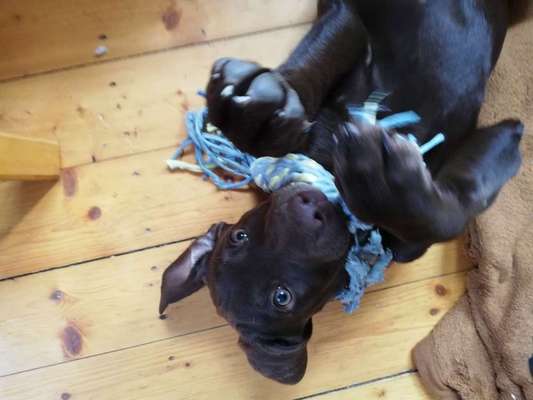 Welpen Bilder !-Beitrag-Bild