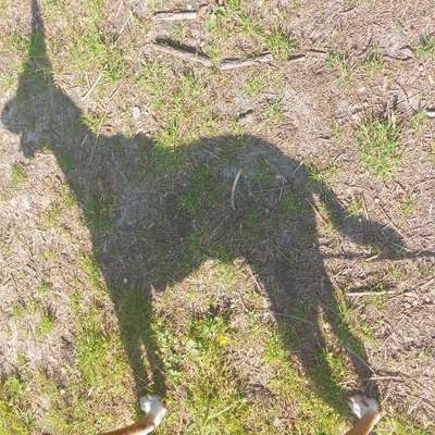 Hundetreffen-kleine Wanderungen-Profilbild