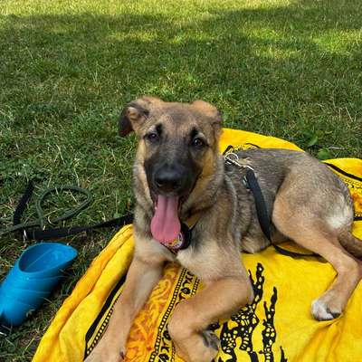 Hundetreffen-8 Monate alte Frieda sucht Spielbuddye-Bild