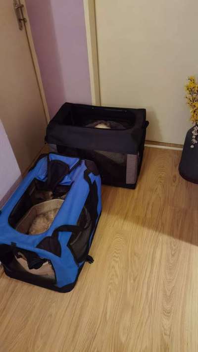 16 Wochen alter Havaneser - Schwierigkeiten ohne Bezugsperson zu sein-Beitrag-Bild