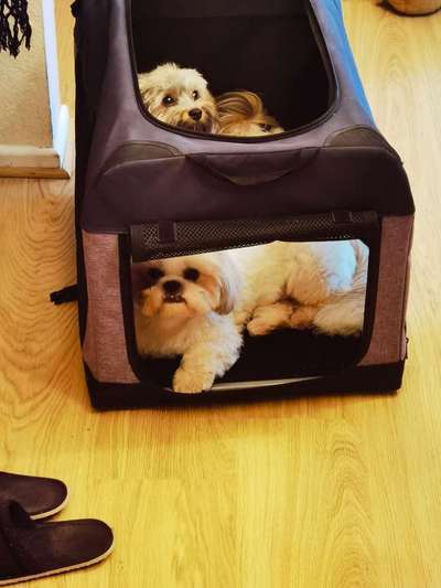 Decke für Hunde denen schnell warm ist-Beitrag-Bild