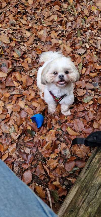 Welpe dicke Gelenke vorne-Beitrag-Bild