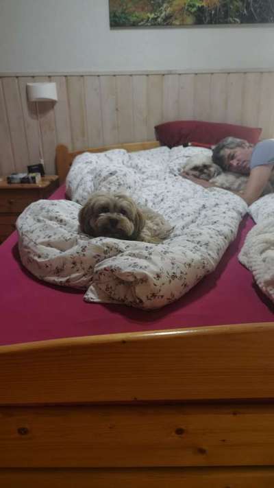 Darf der Hund bei Euch im Bett schlafen?-Beitrag-Bild