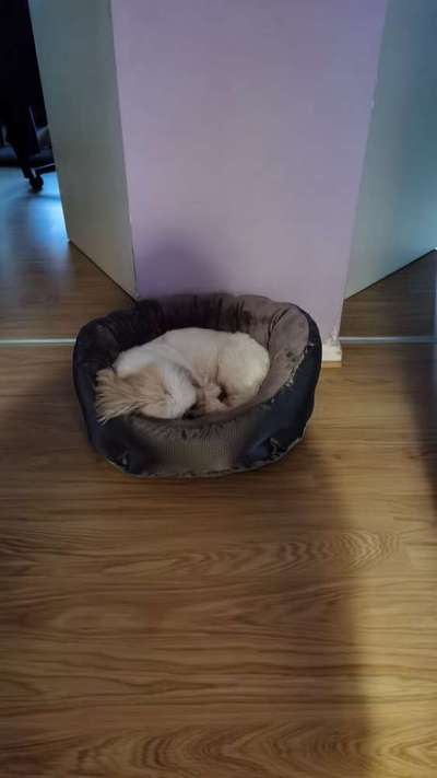 Decke für Hunde denen schnell warm ist-Beitrag-Bild