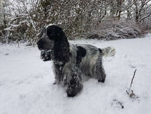 Hundetreffen-Gemeinsame Spaziergänge Teltow/Grunewald-Bild