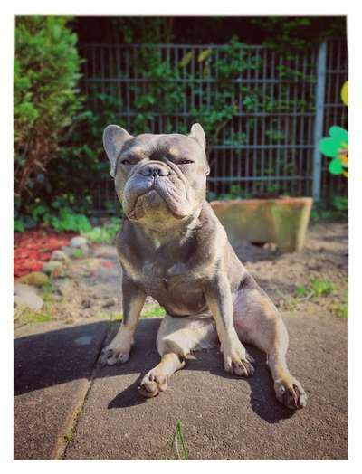 Die Dogorama Kalender Challenge Titelbild-Beitrag-Bild