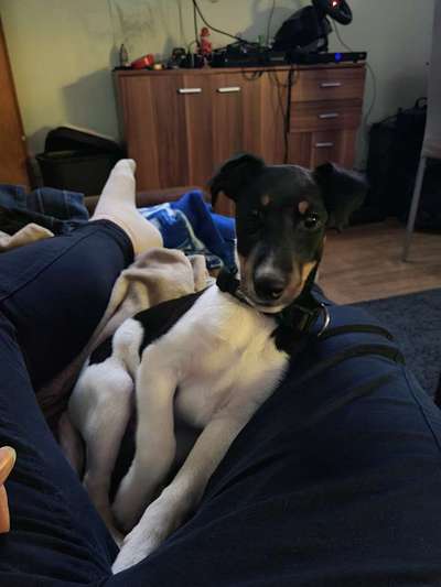 Welpen Bilder !-Beitrag-Bild