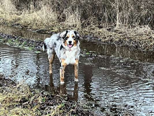 Hundetreffen-Hundefreunde gesucht :)-Bild