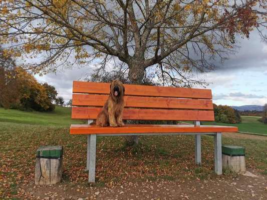 Fotochallenge Nr 55  -  Hund im November--Beitrag-Bild