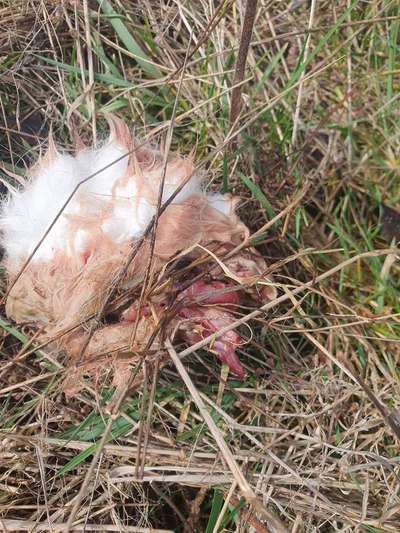 Giftköder-Fell mit Fleisch-Bild