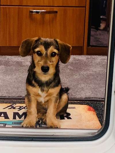 Welpen Bilder !-Beitrag-Bild