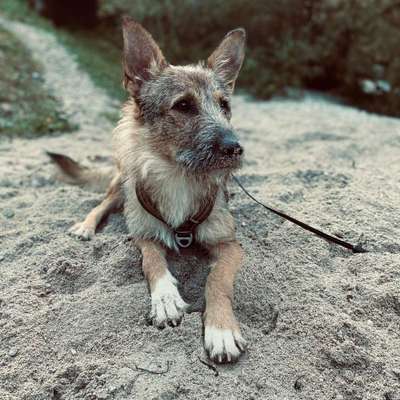 Hundetreffen-Training (Sensibilisierung)-Bild