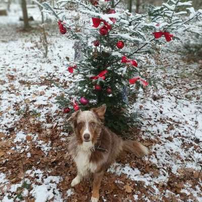 Dogorama Photo Challenge - Weihnachtsbaum-Beitrag-Bild