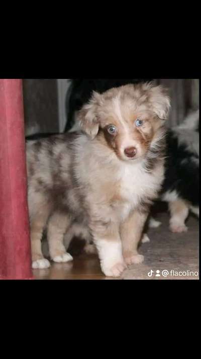 Wie kamst du zu deinem Hund?-Beitrag-Bild