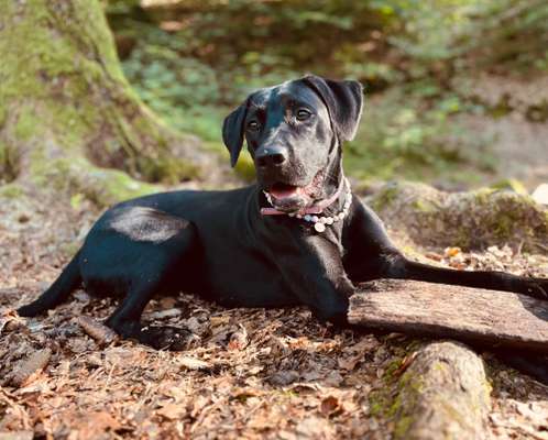 cane corso-Beitrag-Bild