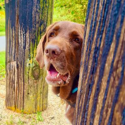 Hundetreffen-Lauf-und Spielrunde in Singen Hohentwiel-Bild