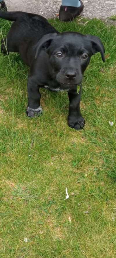 Welpen Bilder !-Beitrag-Bild