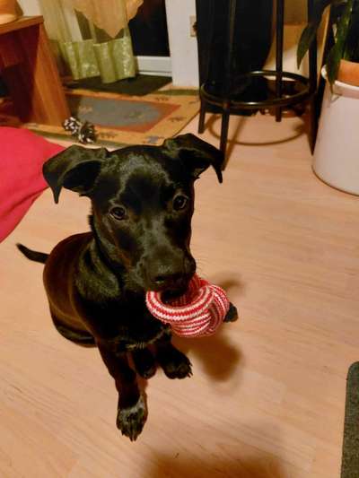 Welpen Bilder !-Beitrag-Bild