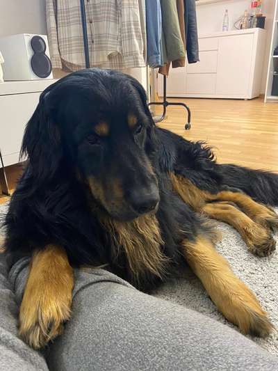 Hovawarts-Beitrag-Bild