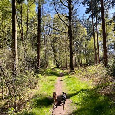 Hundetreffen-Hunderunde 🌳🐾🥾-Bild