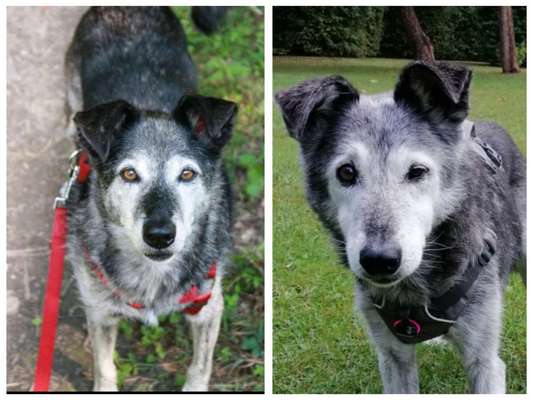 Ältere Hunde aus dem Ausland-Beitrag-Bild
