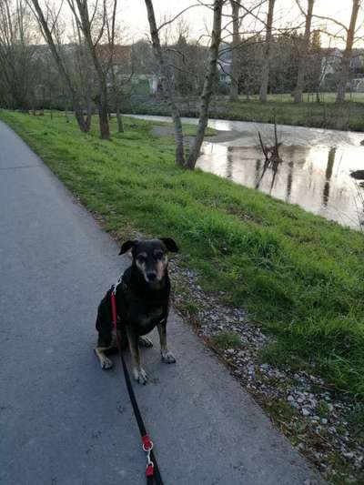 Dogorama-Monats-Challenge-Mai "Wasser"-Beitrag-Bild