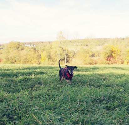 Fotochallenge 66 ~ Rennaction -Zeig deinen Hund im Lauf-Beitrag-Bild