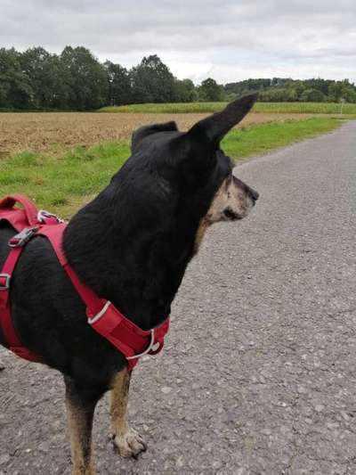 Hundetreffen-Training und Spaziergänge Menden plus 30 Kilometer-Bild