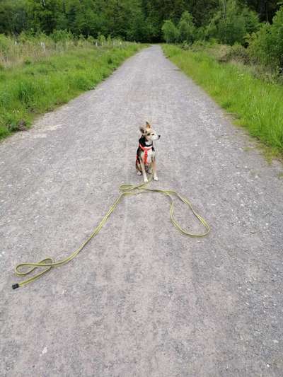Hundetreffen-Suchen Erwachsene Hundefreunde bis 12 Kilo zum Spaziergang und eventuell Spielen-Bild