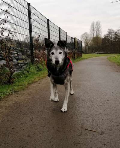Fotochallenge 66 ~ Rennaction -Zeig deinen Hund im Lauf-Beitrag-Bild