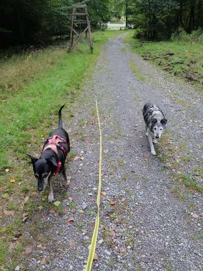 TierschutzhundeStammtisch🐕-Beitrag-Bild