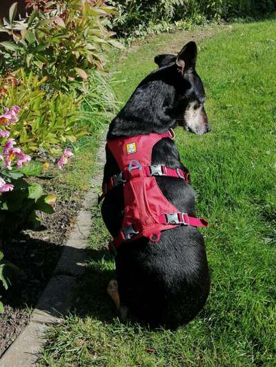 Fotochallenge Nr. 56 - geliebte Senioren-Beitrag-Bild