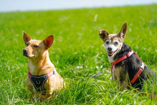 Hundetreffen-Spaziergang, Begegnungstraining rund um Neheim Rusch-Bild