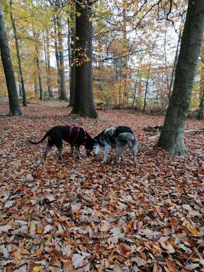Wald Bild-Beitrag-Bild