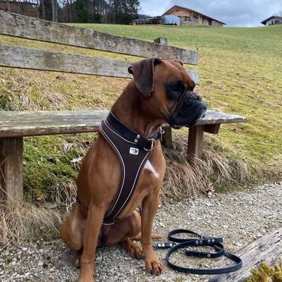 Hundetreffen-Entspannte Runde laufen, am Anfang an der Leine, bei vertäglichkeit gerne auch im Freilauf